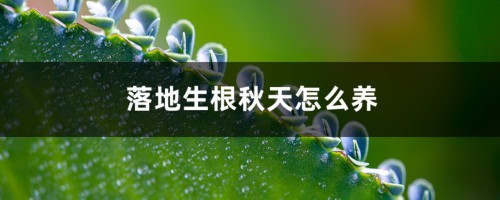 落地生根秋天怎么养