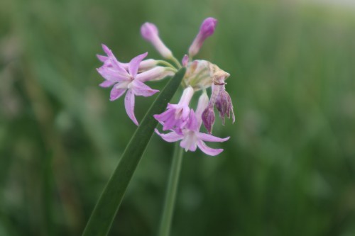 紫娇花