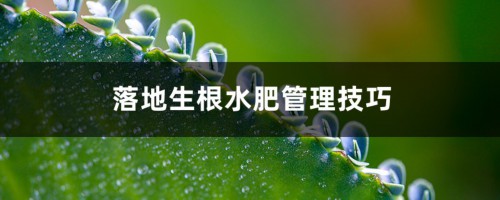 落地生根水肥管理技巧